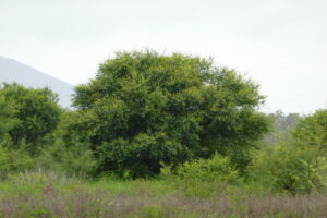 Andrew Mitchell \Invasive Animals\CISS Document Centre - ALC\A-021 Weeds ID App WeedScan\AndrewsWeedPhotos\Mimosaceae\Vachellia_nilotica