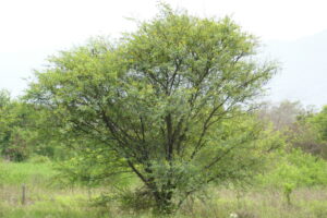 Andrew Mitchell \Invasive Animals\CISS Document Centre - ALC\A-021 Weeds ID App WeedScan\AndrewsWeedPhotos\Mimosaceae\Vachellia_nilotica