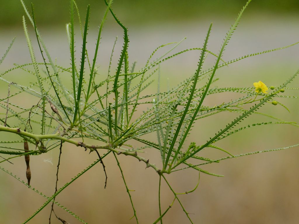 Parkinsonia, Jerusalem Thorn, Jelly Bean Tree, Horse Bean