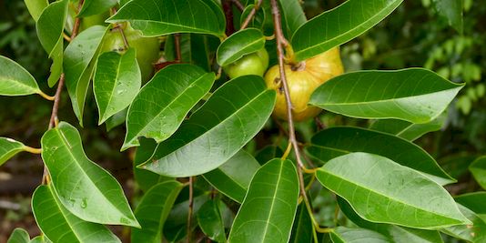 Pond Apple, Pond-apple Tree, Alligator Apple, Bullock’s Heart, Cherimoya, Monkey Apple, Bobwood, Corkwood