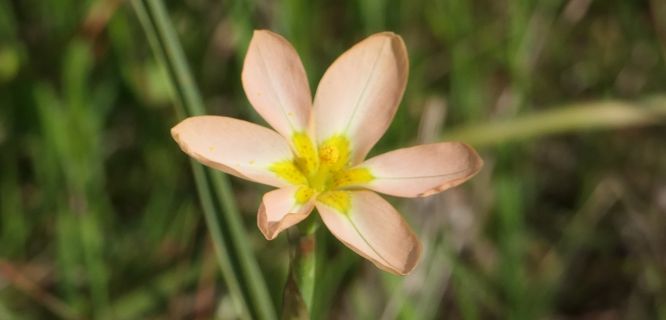 Two-leaf Cape Tulip, Poison Bulb, Cape Tulip