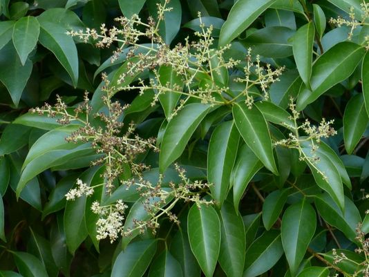 Broad-leaved Privet, Tree Privet, Large Leaf Privet, Glossy Privet, Ligustrum, Wax Leaf Privet