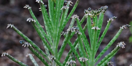 Mother of Millions Mother-of-millions Common Mother of Millions Chandelier Plant Christmas Bells Mission Bells