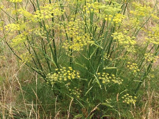 Fennel, Anise , Aniseed, Aniseed Weed, Dill, Sweet Anise, Vinkel