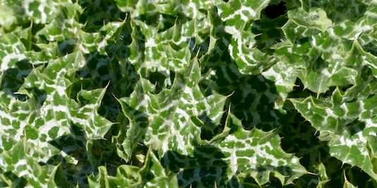 Variegated Thistle,Cabbage Thistle, Spotted Thistle, Gundagai Thistle, Gundy, Blessed Milk thistle, Holy Thistle, Milk Thistle, St Mary’s Thistle, Lady’s Thistle