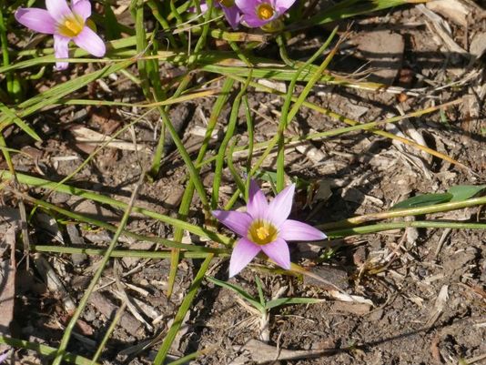 Guildford Grass, Onion Grass, Onion Weed, Rosy Sandcrocus