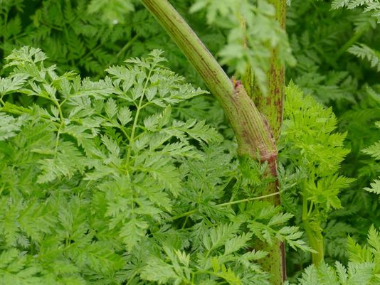 Hemlock, Carrot Fern, Poison Hemlock, Poison Parsley, Spotted Hemlock, Wild Carrot, Wild Parsnip