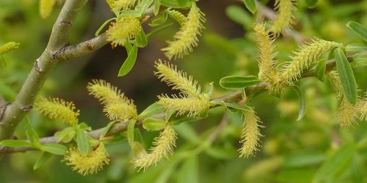 Willows except Weeping Willow, Pussy Willow and Sterile Pussy Willow
