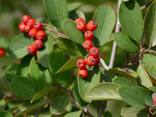 Broad-leaved Cotoneaster, Large-leaved Cotoneaster, Grey Leaf Cotoneaste, Grey Cotoneaster, Bright Bead Cotoneaster