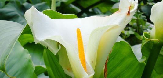Arum Lily, Calla Lily, White Arum Lily, Lily of the Nile, Egyptian Lily, Jack in the Pulpit, Florist’s Calla, Garden Calla, Pig Lily, Trumpet Lily, St Joseph’s Arum Lily, Funeral Flower, Death Lily