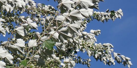 White Poplar, Silver Leaved Poplar, Silver Poplar, Bolleana Poplar (narrow columnar form)