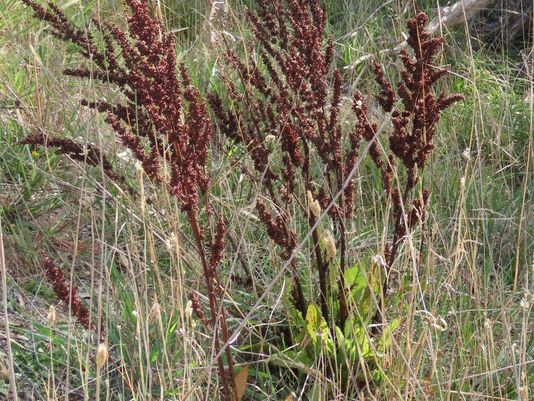 Curled Dock, Curly Dock