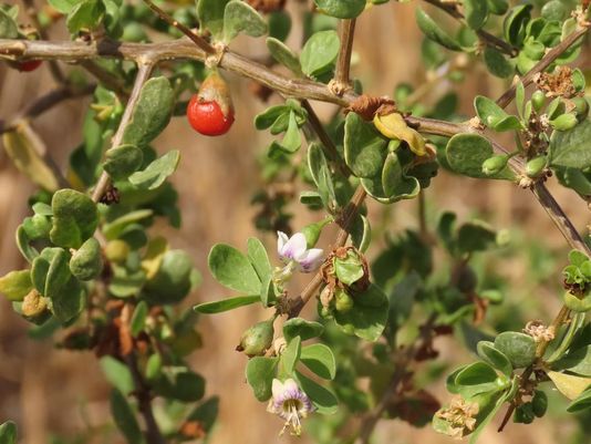 African Boxthorn, Boxthorn