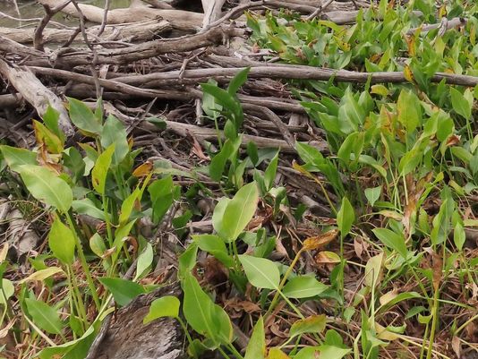 Delta Arrowhead, Arrowhead, Slender Arrowhead