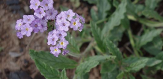 Blue Heliotrope, Wild Heliotrope, Clasping Heliotrope, Creeping Heliotrope, Heliotrope, Purpletop, Turnsole, Wild Verbena