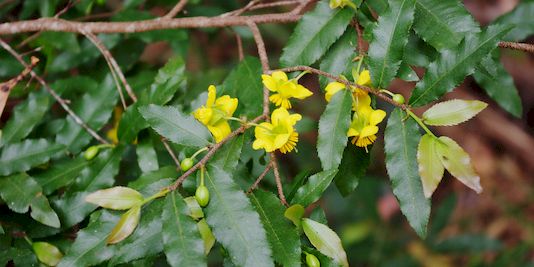 Ochna, Mickey Mouse Bush, Mickey Mouse Plant, Birds Eye Bush