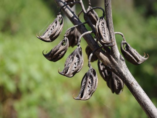 Devil’s Claw, Small-fruit Devil’s Claw, Iceplant, Tiger’s Claw
