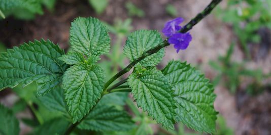 Snakeweed, Blue Rat’s Tail, Brazilian Tea, Cayenne Snakeweed, Cayenne Vervain, Blue Snakeweed, False Verbena, Nettleleaf Velvetberry, Rough-leaved False Vervain, Bastard Vervain, Blue Porterweed, Jamaica Vervain, Joee, Pink Rat Tail