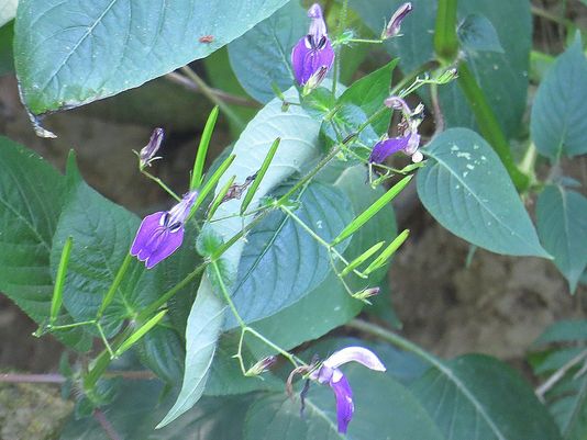 Giant Tropical Salvia, Brillantaisia