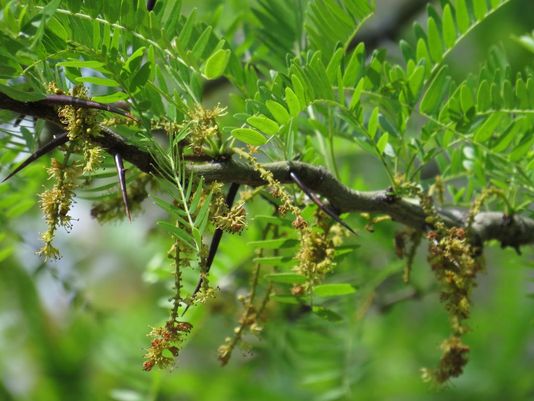 Honey Locust, McConnel’s Curse, Bean Tree, Sweet Locust, Three-thorned Acacia