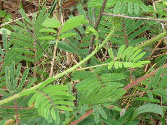 Giant Sensitive Plant