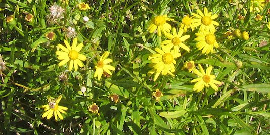 Fireweed, Madagascar Ragwort, Madagascar Groundsel