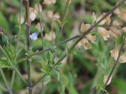 Mintweed, Mint Weed, Lanceleaf Sage, Lance-leaf Sage, Narrow-leaf Sage, Narrow-leafed Sage, Wild Mint, Blue Salvia