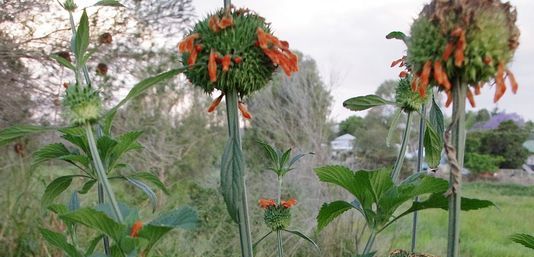 Lion’s Tail, Lion’s Ear