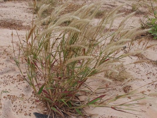Annual Mission Grass, Hairy Fountain Grass
