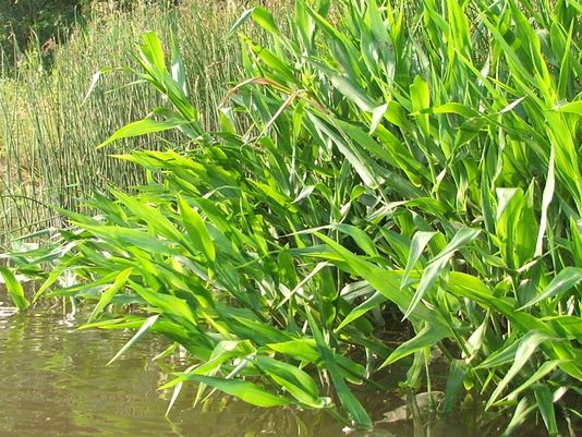 Hymenachne, Olive Hymenachne, Water Stargrass, West Indian Grass, West Indian Marsh Grass
