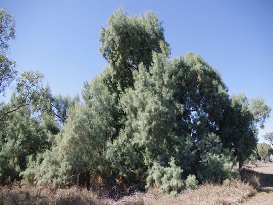 Athel Pine, Athel Tree, Tamarisk, Athel Tamarisk, Athel Tamarix, Desert Tamarisk, Flowering Cypress, Salt Cedar