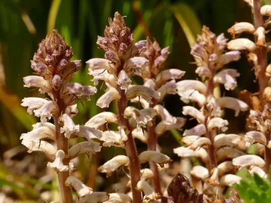 Broomrape, Branched Broomrape, Hemp Broomrape, Clover Broomrape, Common Broomrape