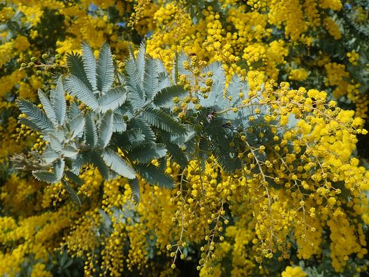 Cootamundra wattle