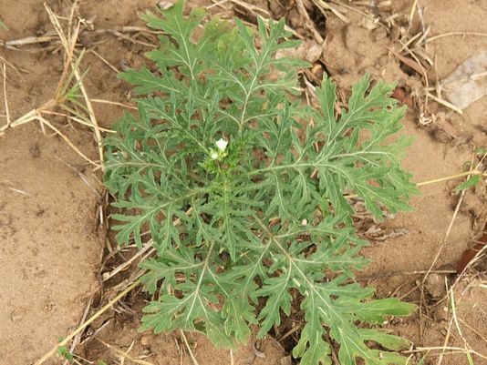 Parthenium Weed, Bitter Weed, Carrot Grass, False Ragweed