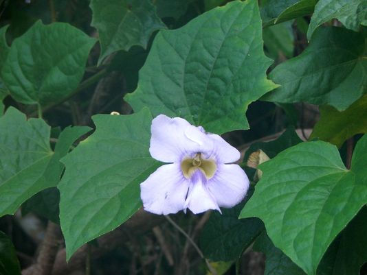 Blue Trumpet Vine, Blue Thunbergia, Bengal Clock Vine, Sky Flower, Blue Sky Flower, Thunbergia