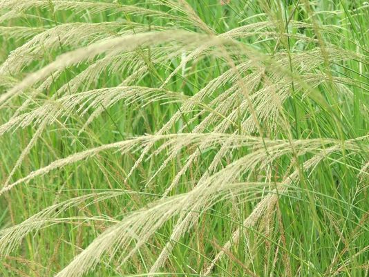 Giant Rat’s Tail Grasses