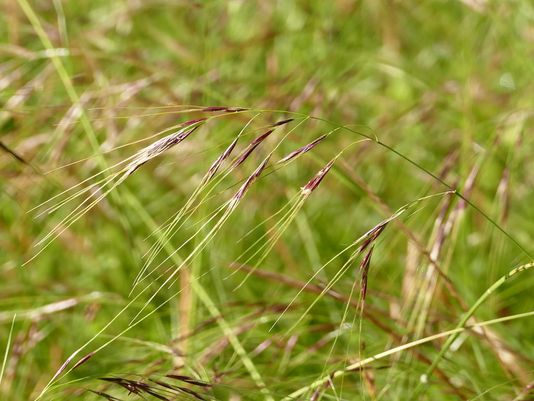 Chilean Needle Grass