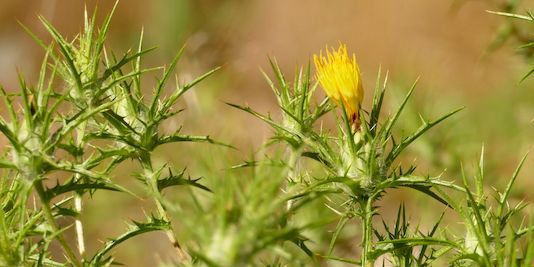 Saffron Thistle, Distaff Thistle, False Star Thistle, Woolly Safflower, Woolly Star Thistle, Woolly Thistle, Yellow Star Thistle