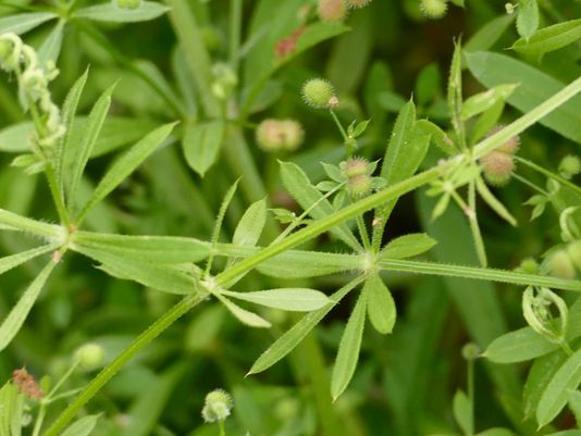 Cleavers, Goosegrass, Bedstraw, Clivers, Barweed, Burrweed, Catchweed, Catchweed Bedstraw, Robin-run-over-the-hedge, Stickywilly, Sweethearts, Velcro Plant