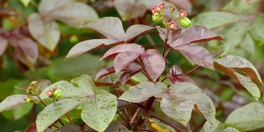 Cotton-leaved Physic-Nut, Bellyache Bush, Cotton-leaf Physic Nut, Cotton-leaf Jatropha, Black Physic Nut