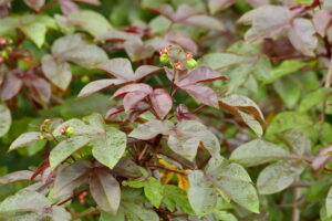 Andrew Mitchell \Invasive Animals\CISS Document Centre - ALC\A-021 Weeds ID App WeedScan\AndrewsWeedPhotos\Euphorbiaceae\Jatropha_gossypiifolia