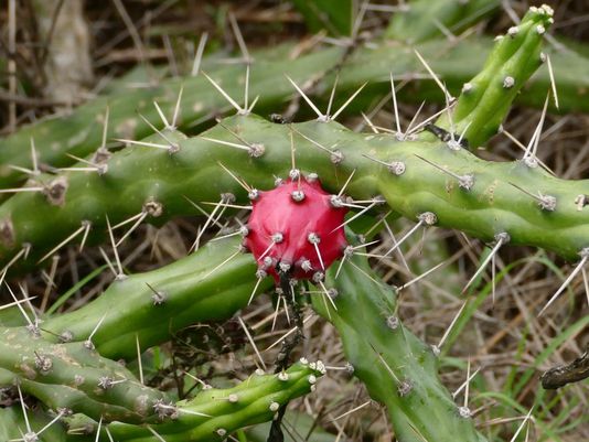 Harrisia Cactus, Moon Cactus, Moonlight Cactus, Snake Cactus
