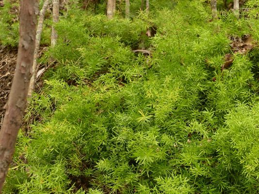 Asparagus Fern, Ground Asparagus, Basket Fern, Sprengi’s Fern, Bushy Asparagus, Emerald Asparagus