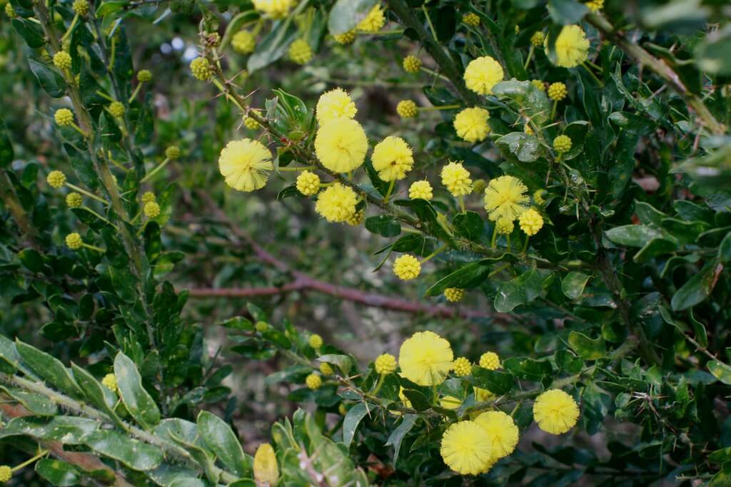 Prickly Acacia, Acacia Hedge, Kangaroo Thorn, Hedge Wattle, Kangaroo Acacia, Prickly Wattle, Paradoxa Wattle