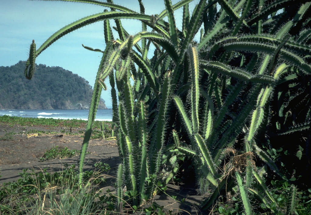 Sword Pear, Barbed-wire Cactus, Triangle Cactus
