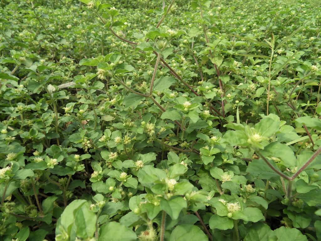 Star-burr, Goat’s Head, Star Burr, Bristly Starburr, Donkieklits, Sterklits, Upright Starburr, Hispid Starbur