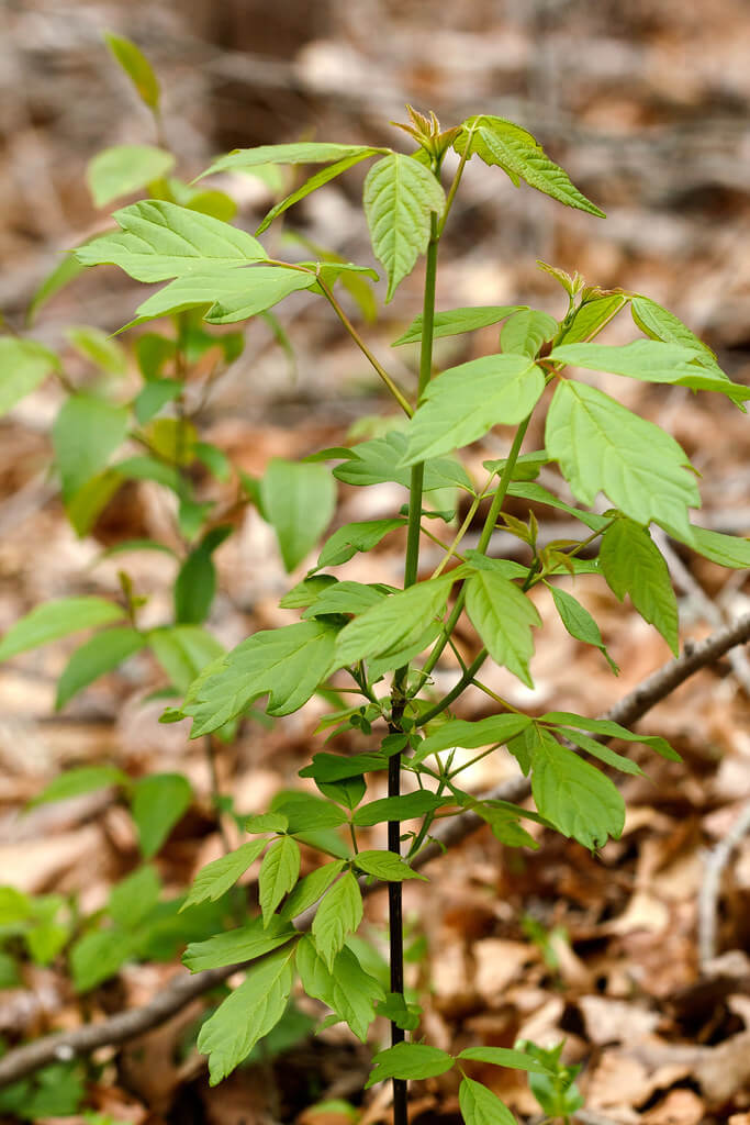 Box Elder, Box Elder Maple, Ash-leaved Maple, Black Maple