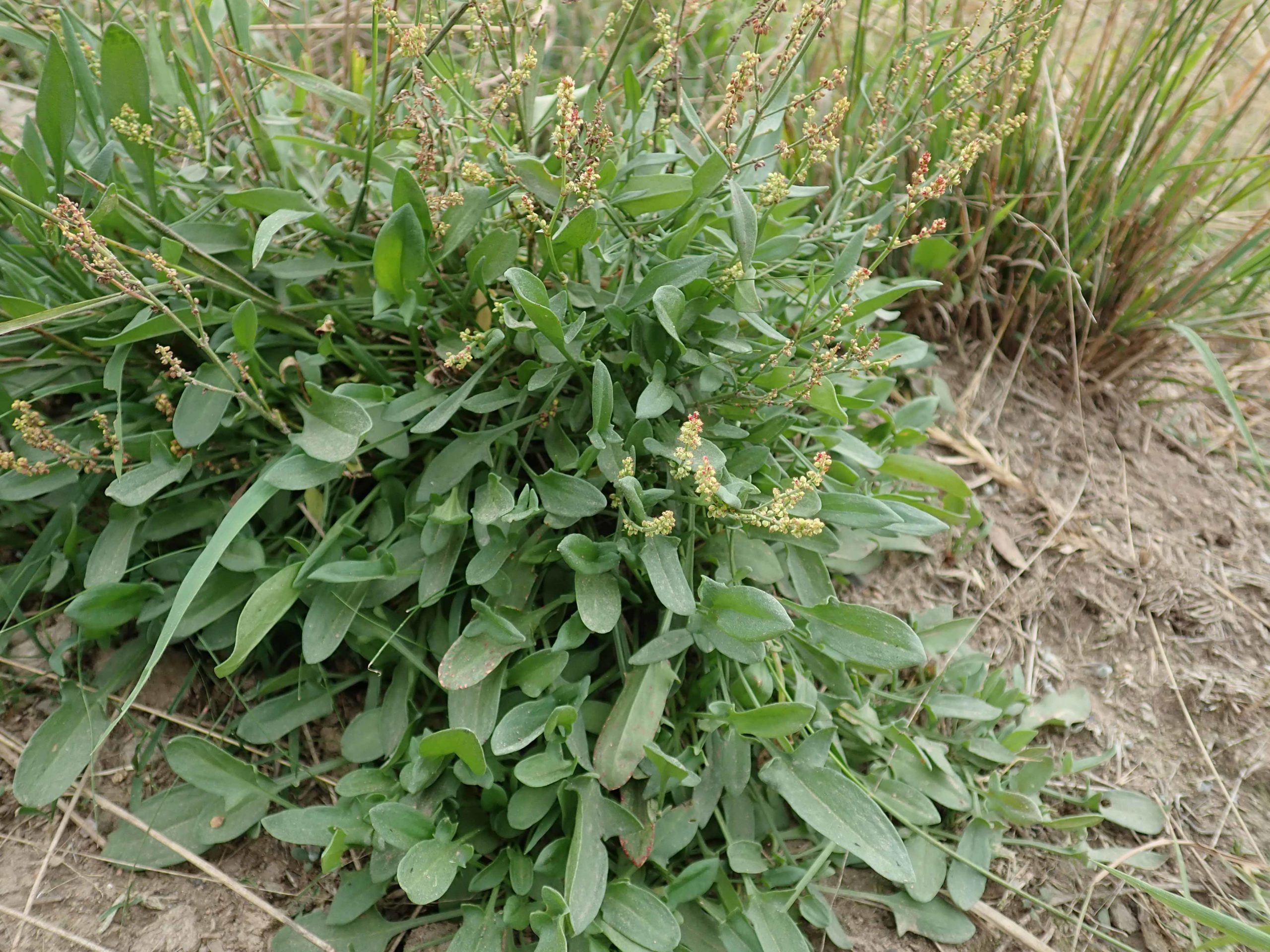 Sorrel, Sheep Sorrel