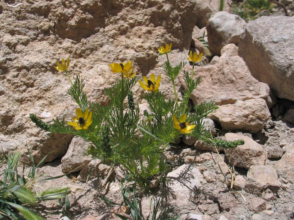 Pheasant’s Eye, Small-fruited Pheasant’s Eye, Red Chamomile