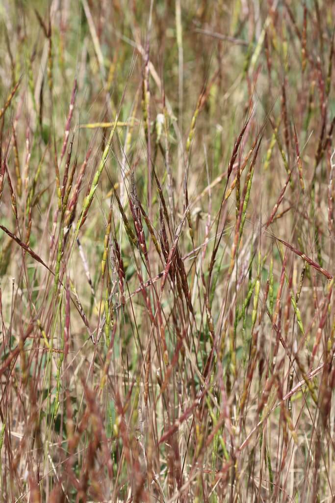 Goat-grasses, Goatgrasses